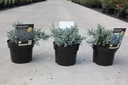 Juniperus squamata TROPICAL BLUE® cont. 2L 20-25 cm +B