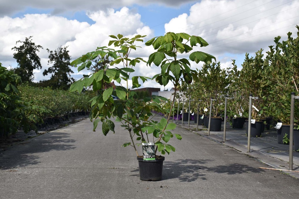 [P] Aesculus parviflora конт. 5L 60/+ cm +ф