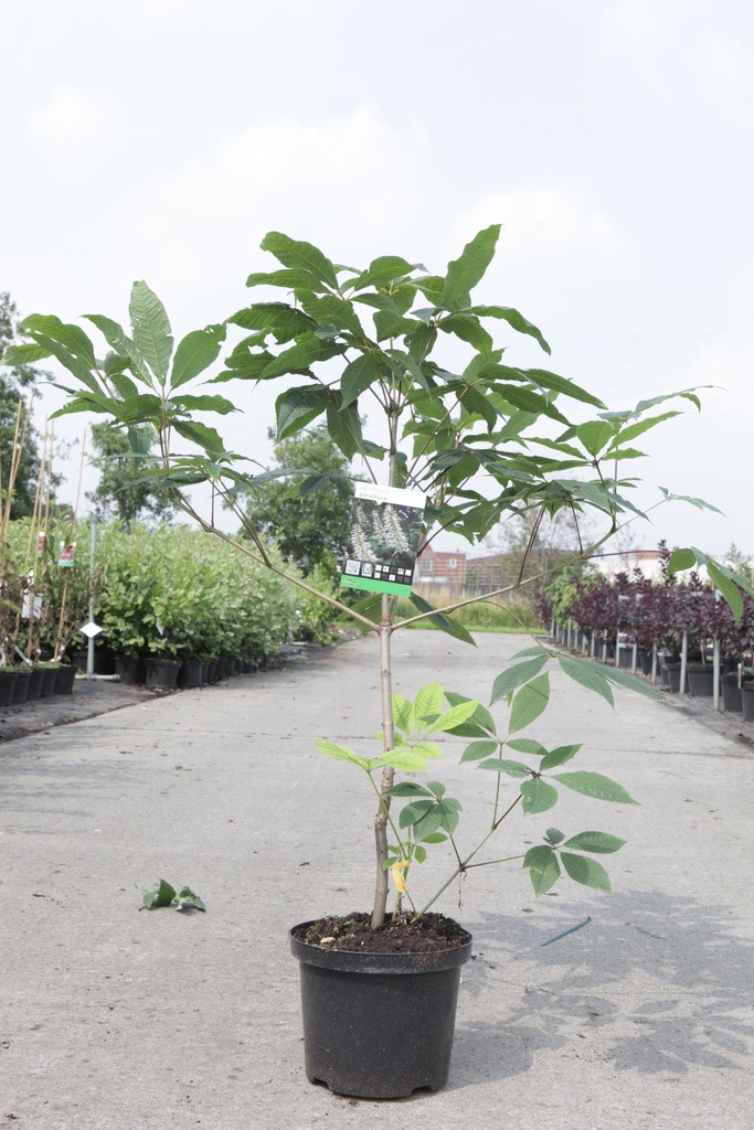 Aesculus parviflora cont. 5L 60/+ cm +ф