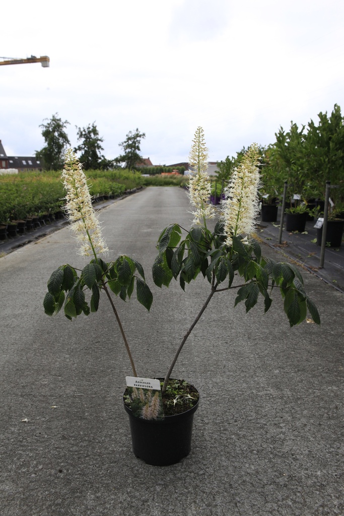 Aesculus parviflora cont. 5L 60/+ cm +p