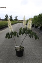 Aesculus parviflora cont. 5L 60/+ cm +B