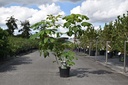 Aesculus parviflora vaso 5L 60/+ cm +f