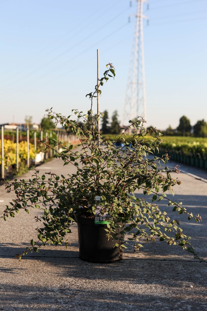 Kolkwitzia amabilis cont. 10L 80/+ cm +ф