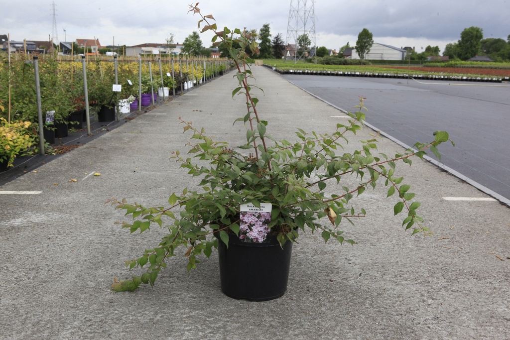 [P] Kolkwitzia amabilis cont. 10L 80/+ cm +f