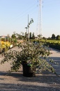 Kolkwitzia amabilis cont. 10L 80/+ cm +p