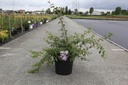 Kolkwitzia amabilis cont. 10L 80/+ cm +p