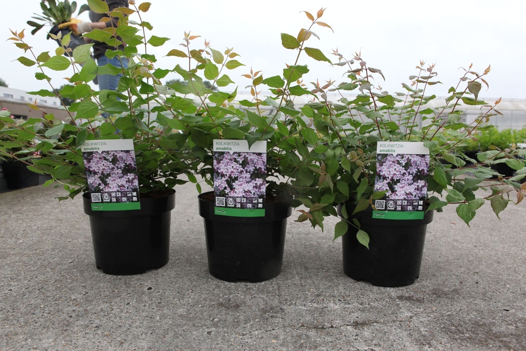 Kolkwitzia amabilis cont. 3,6L 40/+ cm +p