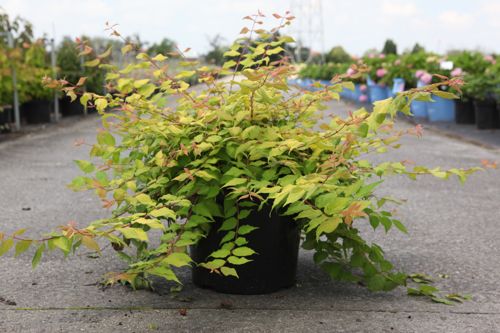 [P] Kolkwitzia amabilis 'Maradco' cont. 10L 80/+ cm +B