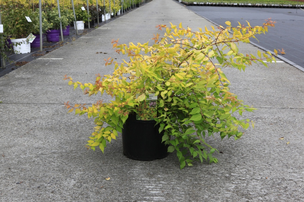 [P] Kolkwitzia amabilis 'Maradco' cont. 10L 80/+ cm +f