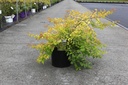 Kolkwitzia amabilis 'Maradco' Kont. 10L 80/+ cm +B