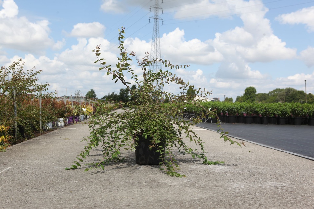Kolkwitzia amabilis 'Pink Cloud' cont. 10L 80/+ cm +p