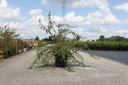 Kolkwitzia amabilis 'Pink Cloud' cont. 10L 80/+ cm +B