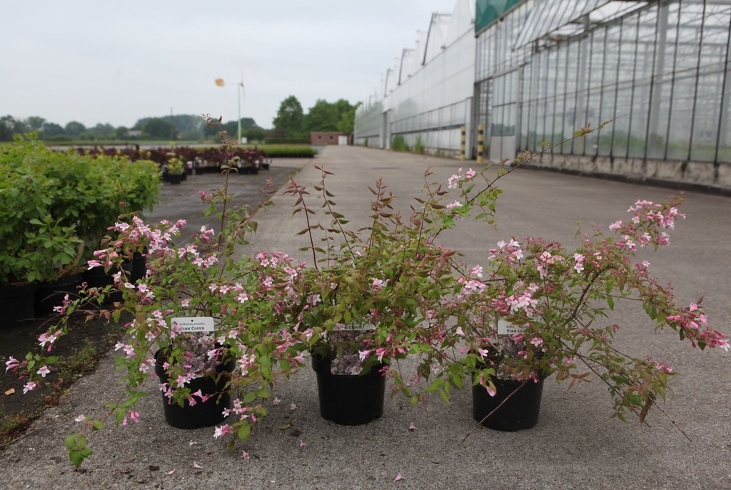 [P] Kolkwitzia amabilis 'Pink Cloud' cont. 3,6L 40/+ cm +ф