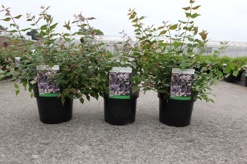 [P] Kolkwitzia amabilis 'Pink Cloud' cont. 3,6L 40/+ cm +p