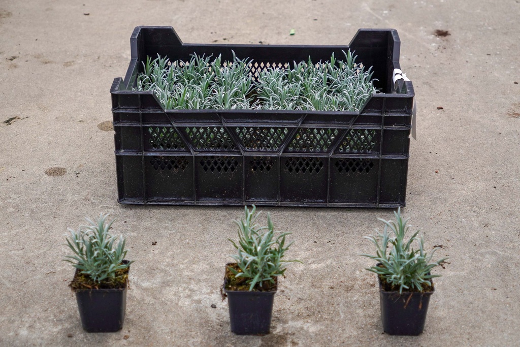 [P] Lavandula angustifolia 'Alba' Kont. 0,4L (P9)