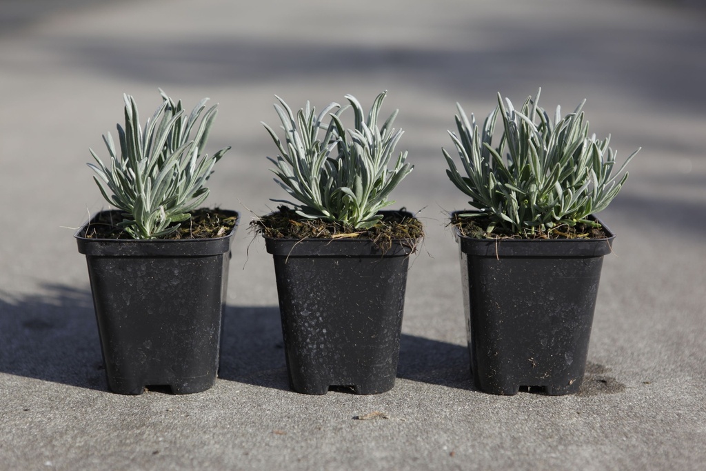 [P] Lavandula angustifolia 'Alba' cont. 0,4L (P9)