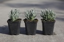 Lavandula angustifolia 'Alba' Kont. 0,4L (P9)