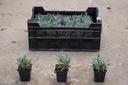 Lavandula angustifolia 'Alba' vaso 0,4L (P9)