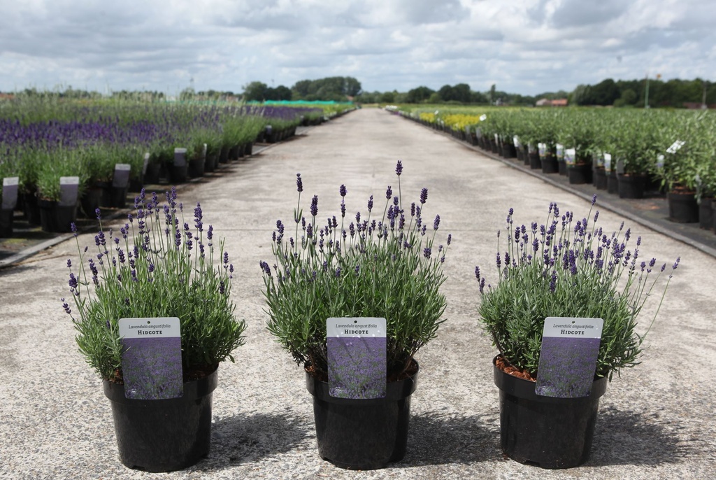 [P] Lavandula angustifolia 'Hidcote' cont. 3,6L extra +p