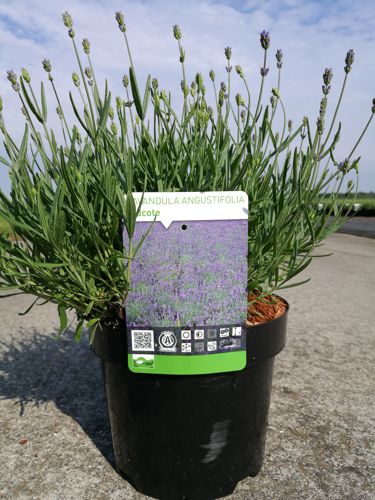 [P] Lavandula angustifolia 'Hidcote' cont. 3,6L extra +p