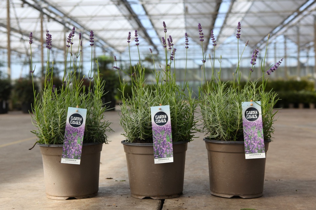 [P] Lavandula angustifolia 'Hidcote' cont. 0,4L (P9)