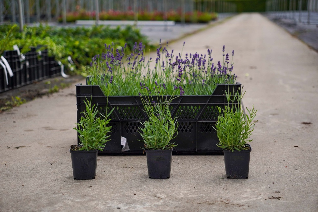 [P] Lavandula angustifolia 'Hidcote' vaso 0,4L (P9)