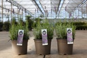 Lavandula angustifolia 'Hidcote' Kont. 0,4L (P9)
