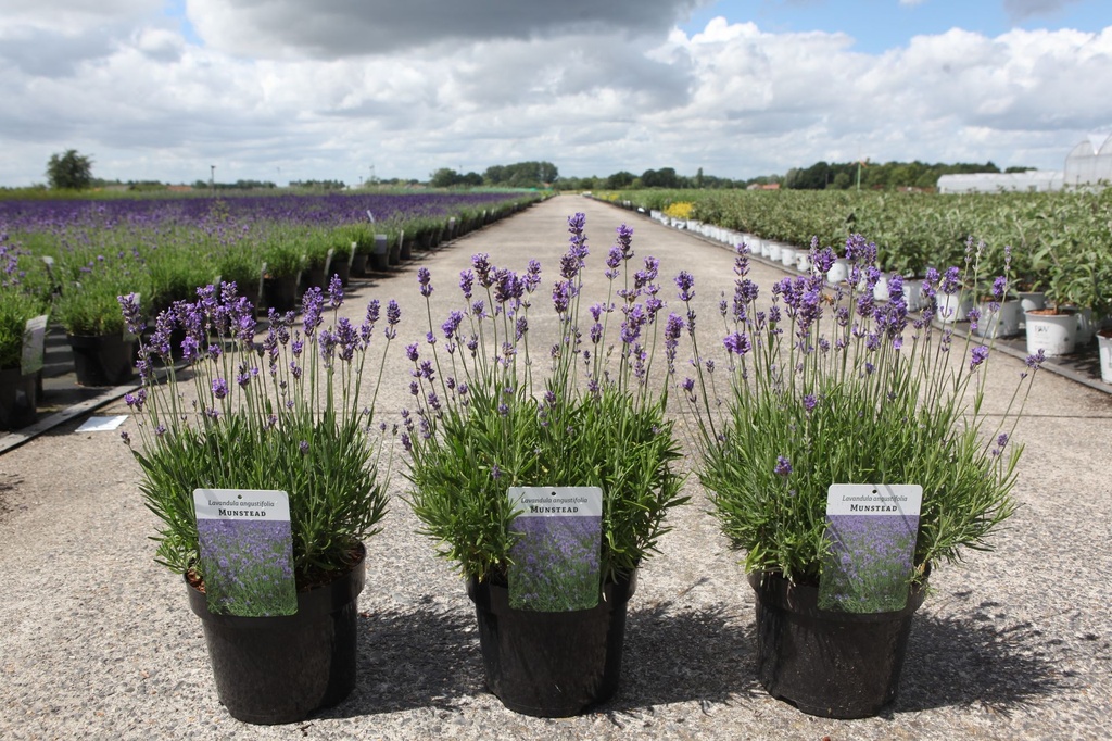 [P] Lavandula angustifolia 'Munstead' cont. 3,6L extra +ф