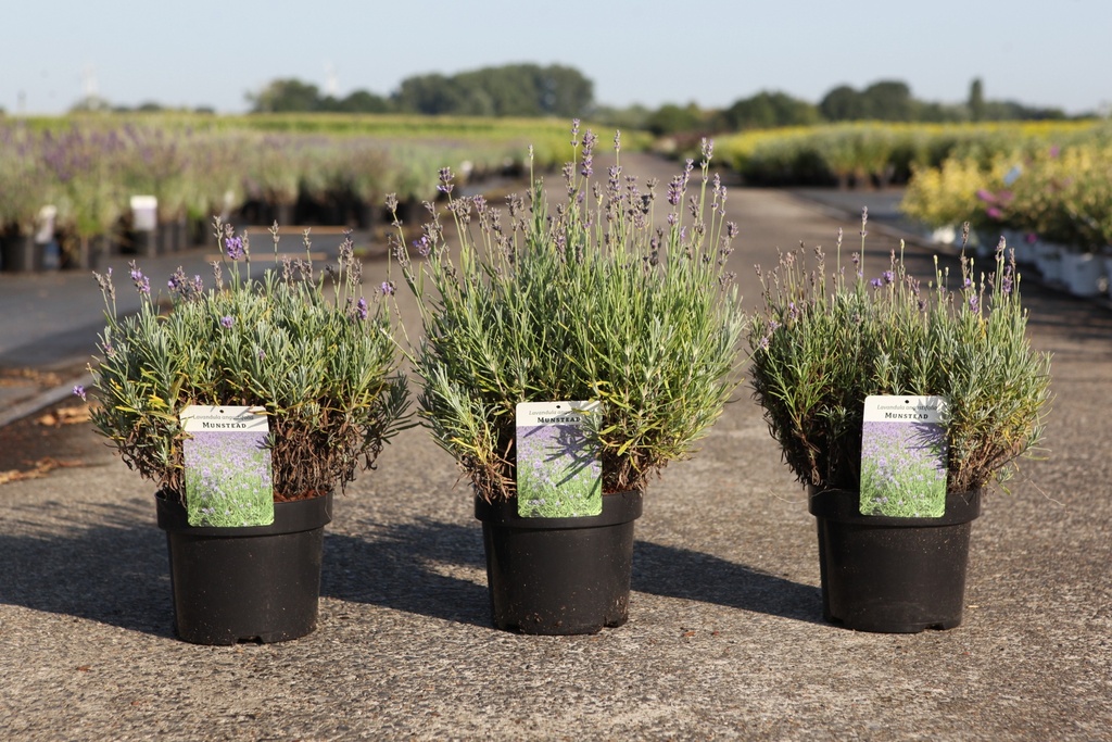 [P] Lavandula angustifolia 'Munstead' cont. 3,6L extra +p