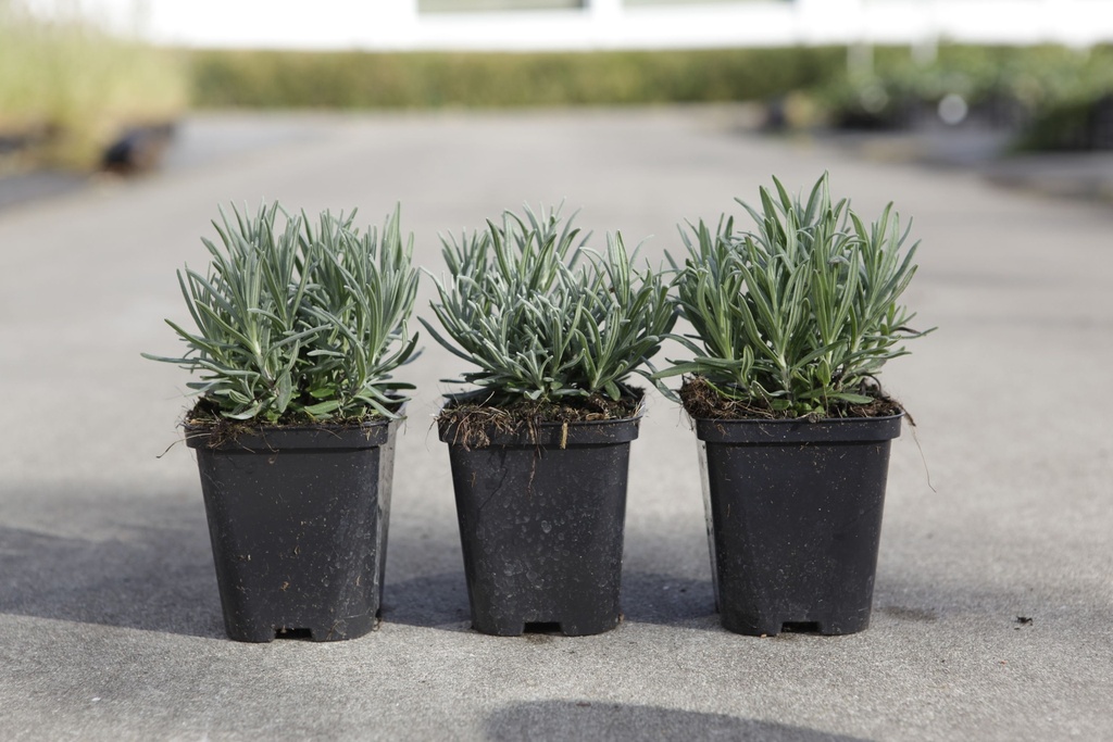 [P] Lavandula angustifolia 'Munstead' cont. 0,4L (P9)