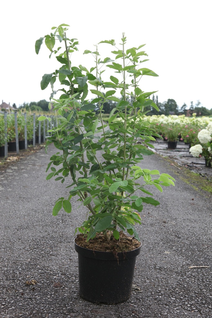 [P] Laburnum anagyroides cont. 10L 80-100 cm +B