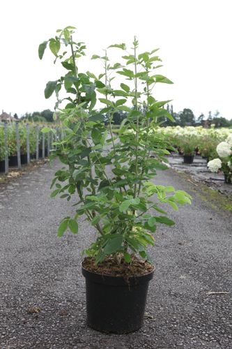 Laburnum anagyroides cont. 10L 80-100 cm +p