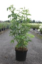 Laburnum anagyroides cont. 10L 80-100 cm +B