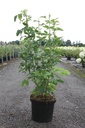 Laburnum anagyroides cont. 10L 80-100 cm +p