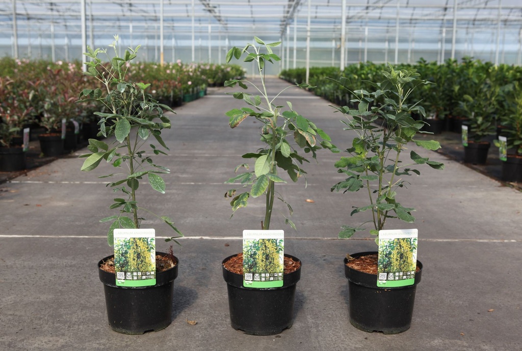 [P] Laburnum anagyroides cont. 3,6L 50-60 cm +ф