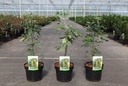 Laburnum anagyroides cont. 3,6L 50-60 cm +f