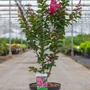 Lagerstroemia indica 'Pink Velour' cont. 10L 80-100 cm +ф