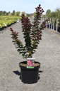 Lagerstroemia indica 'Pink Velour' cont. 10L 80-100 cm +ф