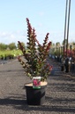 Lagerstroemia indica 'Pink Velour' cont. 10L 80-100 cm +p