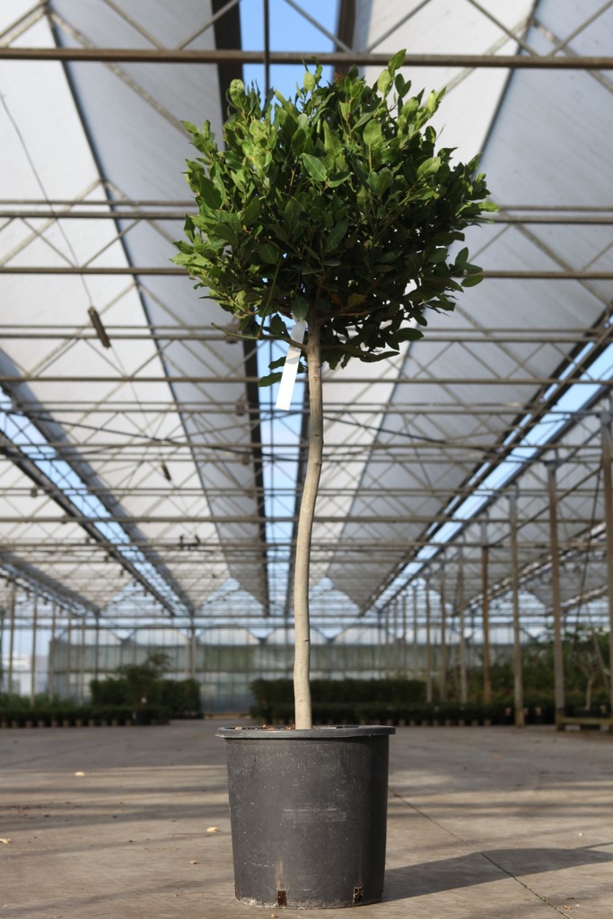 [P] Laurus nobilis cont. 18L half standard