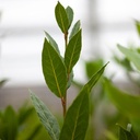 Laurus nobilis cont. 18L half standard