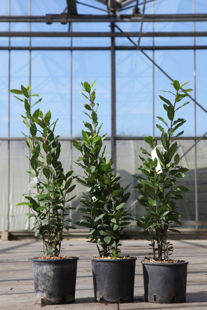 Laurus nobilis cont. 3L 60-80 cm