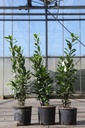 Laurus nobilis cont. 3L 60-80 cm
