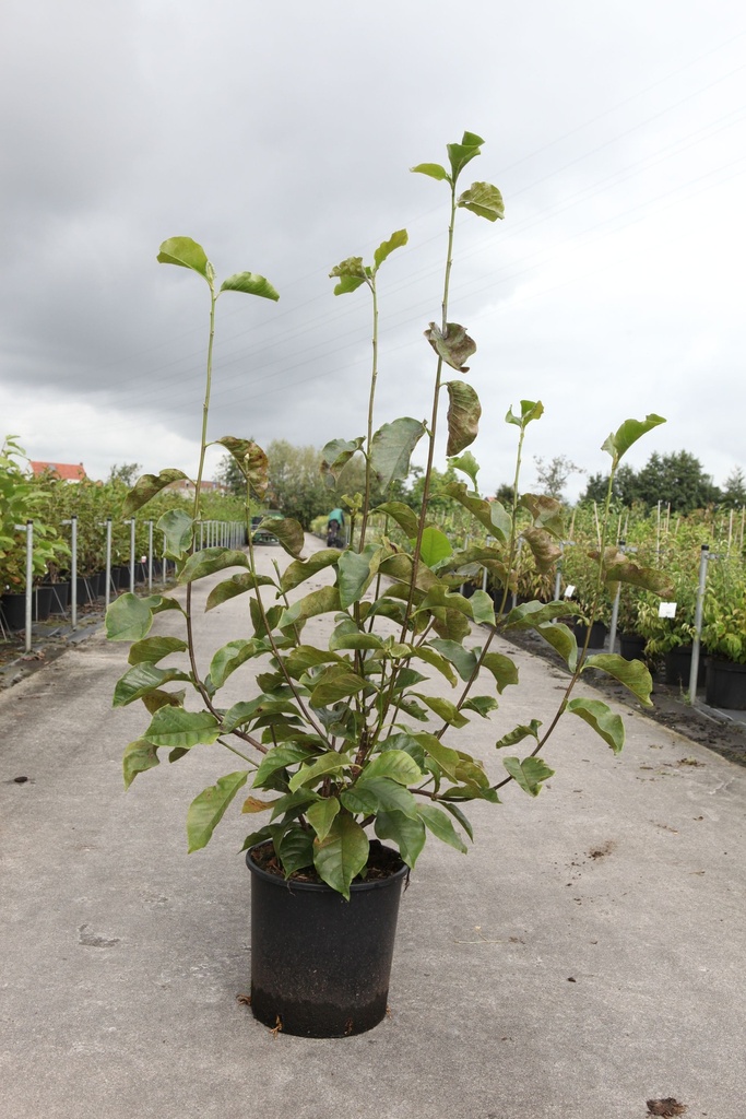 [P] Magnolia liliiflora 'Nigra' cont. 12L 80-100 cm +p