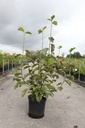 Magnolia liliiflora 'Nigra' cont. 12L 80-100 cm +p