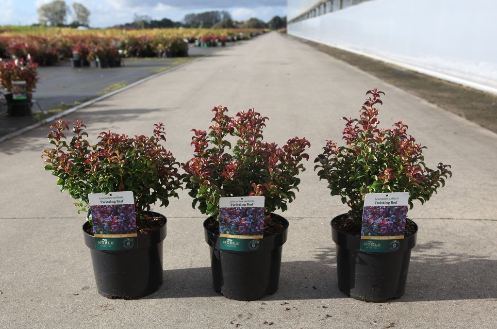 [P] Leucothoe axillaris TWISTING RED (PBR) cont. 3,6L 25/+ cm +B