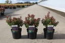 Leucothoe axillaris TWISTING RED (PBR) cont. 3,6L 25/+ cm +ф