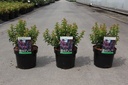 Leucothoe axillaris TWISTING RED (PBR) cont. 3,6L 25/+ cm +p