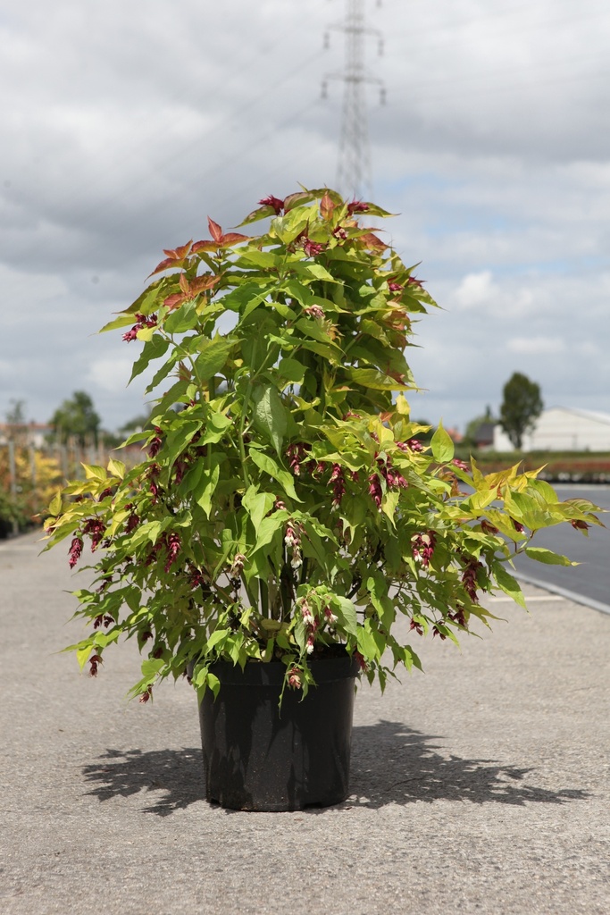 Leycesteria formosa GOLDEN LANTERNS (PBR) Kont. 10L 60-80 cm +B