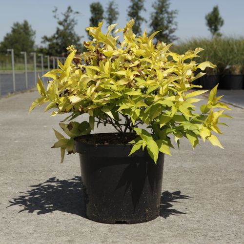 [P] Leycesteria formosa GOLDEN LANTERNS (PBR) cont. 10L 60-80 cm +B